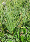 Einzelbild 8 Gewöhnliche Alpenscharte - Saussurea alpina subsp. alpina