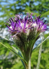 Einzelbild 1 Gewöhnliche Alpenscharte - Saussurea alpina subsp. alpina