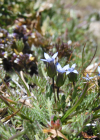 Einzelbild 1 Zarter Enzian - Gentiana tenella