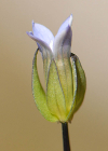 Einzelbild 3 Zarter Enzian - Gentiana tenella