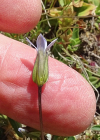 Einzelbild 6 Zarter Enzian - Gentiana tenella