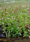 Einzelbild 4 Mierenblättriges Weidenröschen - Epilobium alsinifolium