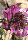 Einzelbild 3 Kopfiges Läusekraut - Pedicularis rostratocapitata