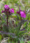 Einzelbild 5 Kopfiges Läusekraut - Pedicularis rostratocapitata
