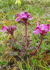 Einzelbild 6 Kopfiges Läusekraut - Pedicularis rostratocapitata