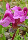 Einzelbild 7 Kopfiges Läusekraut - Pedicularis rostratocapitata