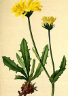 Einzelbild 2 Alpen-Pippau - Crepis alpestris