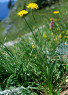 Einzelbild 1 Alpen-Pippau - Crepis alpestris