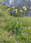 Einzelbild 6 Alpen-Pippau - Crepis alpestris