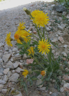 Einzelbild 7 Alpen-Pippau - Crepis alpestris