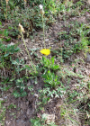 Einzelbild 8 Alpen-Pippau - Crepis alpestris
