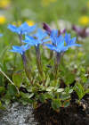 Einzelbild 1 Kurzblättriger Enzian - Gentiana brachyphylla