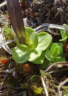 Einzelbild 7 Kurzblättriger Enzian - Gentiana brachyphylla