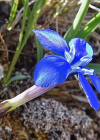 Einzelbild 8 Kurzblättriger Enzian - Gentiana brachyphylla