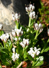 Einzelbild 2 Alpen-Schaumkraut - Cardamine alpina