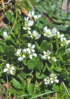 Einzelbild 3 Alpen-Schaumkraut - Cardamine alpina