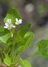 Einzelbild 1 Alpen-Schaumkraut - Cardamine alpina
