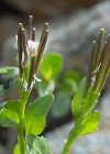 Einzelbild 6 Alpen-Schaumkraut - Cardamine alpina