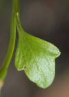 Einzelbild 7 Alpen-Schaumkraut - Cardamine alpina