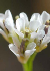 Einzelbild 8 Alpen-Schaumkraut - Cardamine alpina