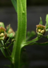 Einzelbild 4 Geflügelte Braunwurz - Scrophularia umbrosa
