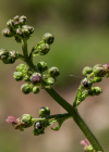 Einzelbild 5 Geflügelte Braunwurz - Scrophularia umbrosa