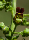 Einzelbild 6 Geflügelte Braunwurz - Scrophularia umbrosa