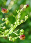 Einzelbild 7 Geflügelte Braunwurz - Scrophularia umbrosa