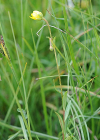 Einzelbild 3 Moor-Steinbrech - Saxifraga hirculus