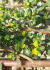 Einzelbild 2 Gemüse-Portulak - Portulaca oleracea