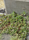 Einzelbild 5 Gemüse-Portulak - Portulaca oleracea