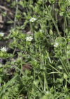 Einzelbild 1 Zartes Quendelblättriges Sandkraut - Arenaria leptoclados