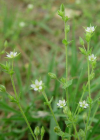 Einzelbild 4 Zartes Quendelblättriges Sandkraut - Arenaria leptoclados