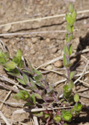 Einzelbild 5 Zartes Quendelblättriges Sandkraut - Arenaria leptoclados