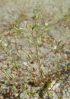 Einzelbild 7 Zartes Quendelblättriges Sandkraut - Arenaria leptoclados
