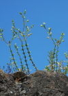 Einzelbild 8 Zartes Quendelblättriges Sandkraut - Arenaria leptoclados
