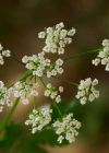 Einzelbild 6 Hecken-Kälberkropf - Chaerophyllum temulum