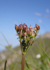 Einzelbild 8 Alpen-Liebstock - Ligusticum mutellina