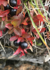 Einzelbild 2 Alpen-Bärentraube - Arctostaphylos alpina