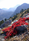 Einzelbild 3 Alpen-Bärentraube - Arctostaphylos alpina