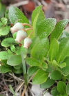 Einzelbild 1 Alpen-Bärentraube - Arctostaphylos alpina