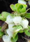 Einzelbild 4 Alpen-Bärentraube - Arctostaphylos alpina