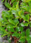 Einzelbild 7 Alpen-Bärentraube - Arctostaphylos alpina