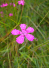 Einzelbild 3 Heide-Nelke - Dianthus deltoides