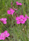 Einzelbild 1 Heide-Nelke - Dianthus deltoides