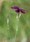 Einzelbild 6 Heide-Nelke - Dianthus deltoides