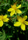 Einzelbild 8 Echtes Johanniskraut - Hypericum perforatum
