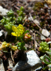 Einzelbild 7 Alpen-Mauerpfeffer - Sedum alpestre