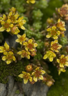 Einzelbild 8 Alpen-Mauerpfeffer - Sedum alpestre