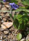 Einzelbild 8 Alpen-Ehrenpreis - Veronica alpina